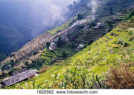 Stock Image - Terraced Fields, Annapurna Region, Nepal. Fotosearch