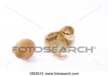 The chicken or the egg View Large Photo Image Stock Photography - The chicken or the egg. Fotosearch