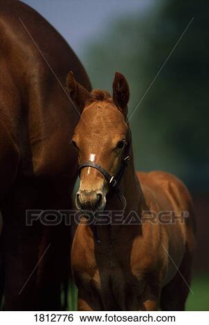 Thoroughbred chestnut mare and foal, Ireland View Large Photo Image Stock Photograph - Thoroughbred chestnut mare and foal, Ireland. Fotosearch