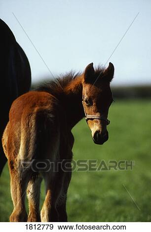 Stock Photo - Thoroughbred chestnut mare & foal, Ireland. Fotosearch