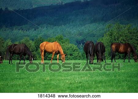 Thoroughbred mares, Co Tipperary, Ireland View Large Photo Image Stock Photo - Thoroughbred mares, Co Tipperary, Ireland. Fotosearch
