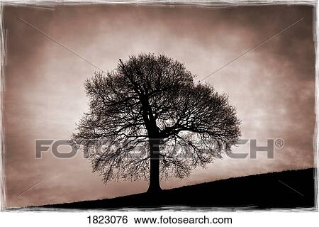 Tree against a stormy sky View Large Photo Image Stock Photograph - Tree against a stormy sky . Fotosearch