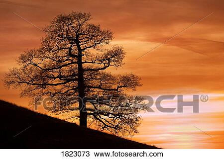 Stock Image - Tree against a sunset sky . Fotosearch