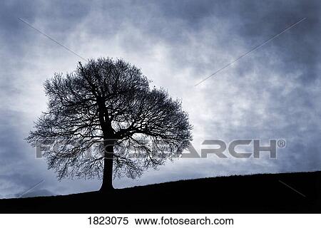 Tree against stormy blue sky View Large Photo Image Stock Photography - Tree against stormy blue sky . Fotosearch