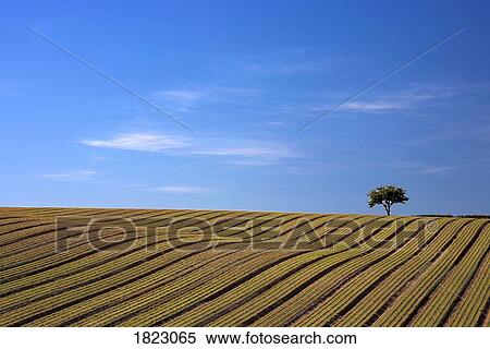 Stock Photography - Tree in ploughed field . Fotosearch