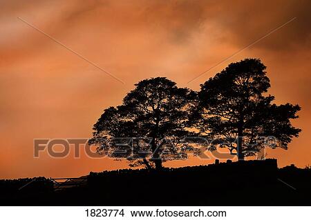 Tree silhouette at sunset View Large Photo Image Picture - Tree silhouette at sunset . Fotosearch
