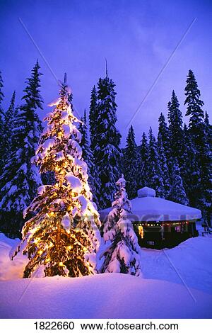 Stock Image - Tree with Christmas lights, Emerald Lake, Yoho National Park, British Columbia, Canada. Fotosearch