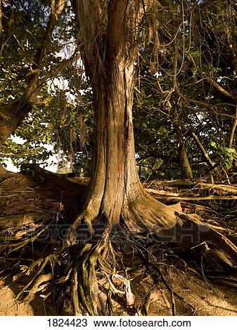 Tree with roots View Large Photo Image Stock Image - Tree with roots. Fotosearch