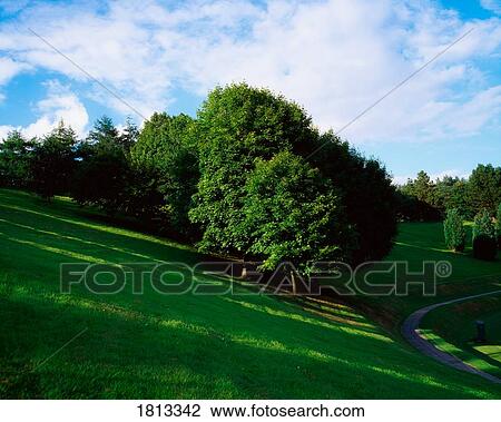 Stock Image - Trees, August, Summer, Ireland. Fotosearch