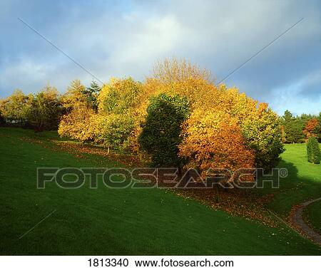 Trees, Autumn, Ireland View Large Photo Image Stock Image - Trees, Autumn, Ireland. Fotosearch