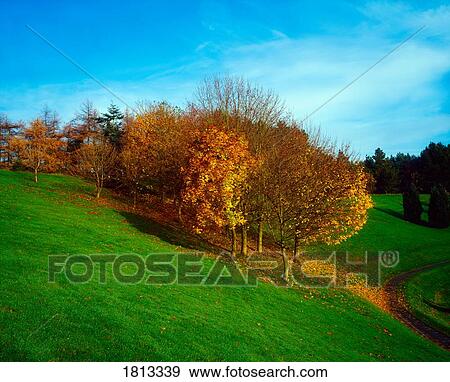 Stock Photo - Trees, Autumn, Ireland. Fotosearch
