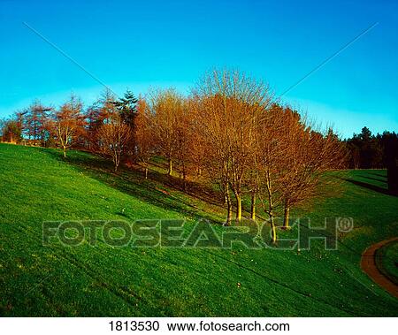 Trees, December, Ireland View Large Photo Image Stock Image - Trees, December, Ireland. Fotosearch