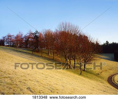Trees, February, Winter, Ireland View Large Photo Image Stock Photo - Trees, February, Winter, Ireland. Fotosearch