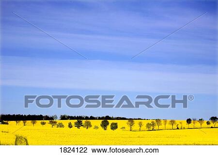 Stock Image - Trees in a field of rapeseed, Yorkshire, England . Fotosearch
