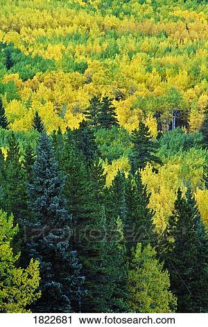 Trees in Fall, Jasper National Park, Alberta, Canada View Large Photo Image Stock Image - Trees in Fall, Jasper National Park, Alberta, Canada. Fotosearch