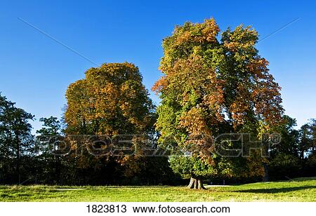 Stock Image - Trees in Peak District National Park, Derbyshire, England. Fotosearch