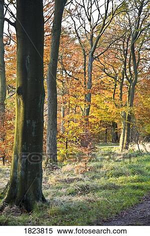 Trees in the fall, Peak District National Park, Derbyshire, England View Large Photo Image Stock Photography - Trees in the fall, Peak District National Park, Derbyshire, England. Fotosearch