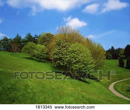 Trees, May, Spring, Ireland View Large Photo Image Stock Photography - Trees, May, Spring, Ireland. Fotosearch