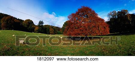 Trees near Laragh Glendalough, Co Wicklow, Ireland View Large Photo Image Stock Photo - Trees near Laragh Glendalough, Co Wicklow, Ireland. Fotosearch