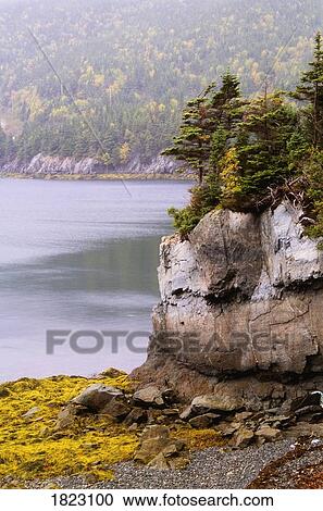 Trees on a cliff near Harbour Mille, Burin Peninsula, Newfoundland View Large Photo Image Stock Image - Trees on a cliff near Harbour Mille, Burin Peninsula, Newfoundland. Fotosearch