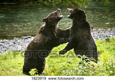 Two grizzly bears fighting View Large Photo Image Stock Photo - Two grizzly bears fighting. Fotosearch