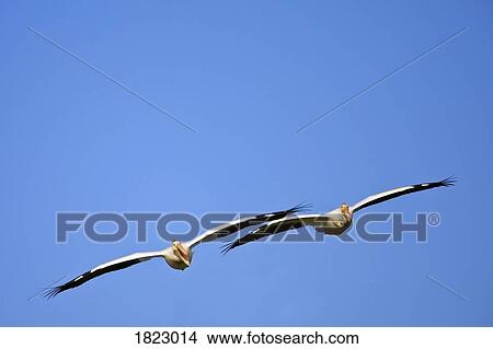 Two pelicans in flight View Large Photo Image Picture - Two pelicans in flight. Fotosearch