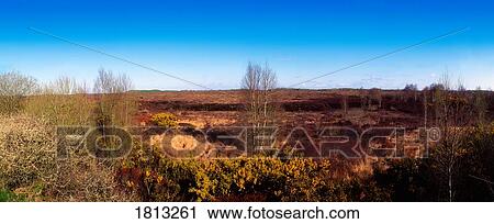 Stock Image - Uncut turf at Mangan Bog near Clonmacnoise, Co Offaly, Ireland. Fotosearch