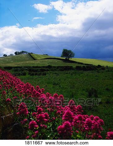 Stock Photo - Valerian growing wild on stone wall near Strangford, Co Down, Ireland. Fotosearch