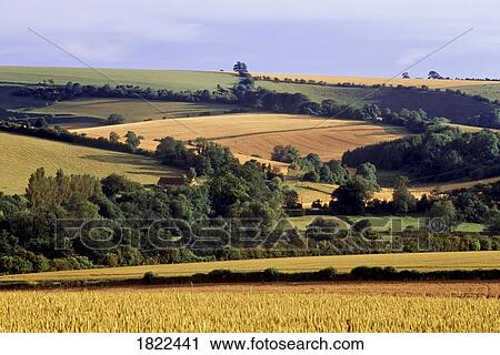 View of fields in the Wiltshire Countryside, near Wilton, England View Large Photo Image Stock Image - View of fields in the Wiltshire Countryside, near Wilton, England. Fotosearch