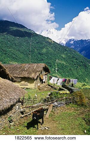 Village houses in Annapurna Region, Nepal View Large Photo Image Stock Photography - Village houses in Annapurna Region, Nepal. Fotosearch