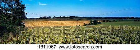 Wheat field, Co Down, Ireland View Large Photo Image Stock Photo - Wheat field, Co Down, Ireland. Fotosearch
