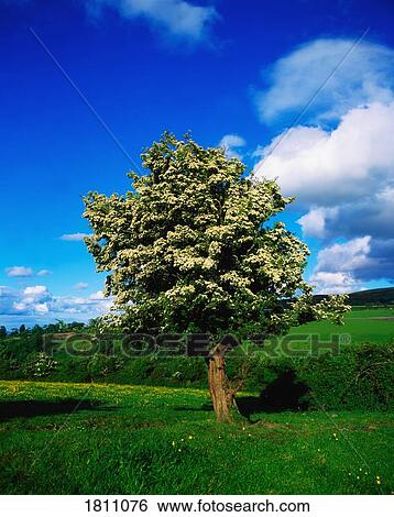 White hawthorn View Large Photo Image Stock Photograph - White hawthorn. Fotosearch