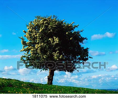 White Hawthorn tree View Large Photo Image Stock Photography - White Hawthorn tree. Fotosearch