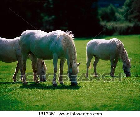 Stock Image - White horses, Ireland. Fotosearch