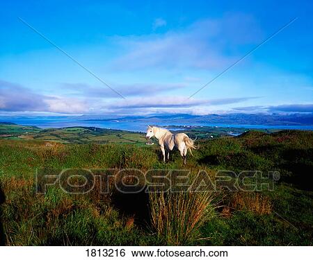 Wild horse, Bantry Bay, Co Kerry, Ireland View Large Photo Image Stock Photograph - Wild horse, Bantry Bay, Co Kerry, Ireland. Fotosearch