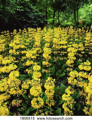Yellow flowers, Candelabra Primula View Large Photo Image Stock Photography - Yellow flowers, Candelabra Primula. Fotosearch