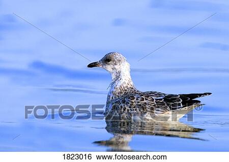 Young gull swimming View Large Photo Image Stock Photograph - Young gull swimming. Fotosearch
