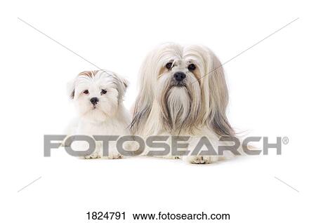 Stock Image - Adult and puppy Lhasa Apso dogs. Fotosearch
