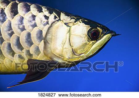 Closeup of a fish View Large Photo Image Stock Photo - Closeup of a fish. Fotosearch