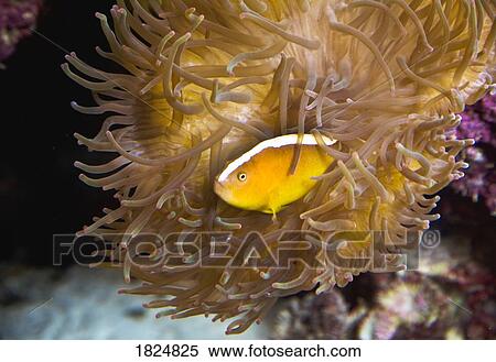 Fish in a sea anemone View Large Photo Image Stock Photography - Fish in a sea anemone. Fotosearch