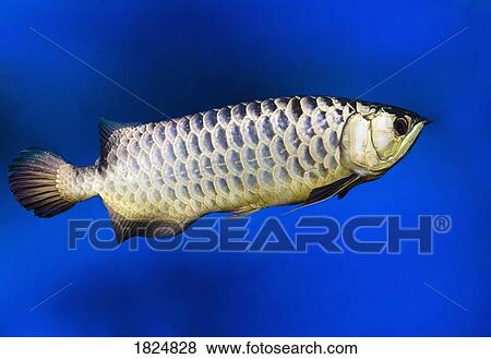 Stock Photo - Fish. Fotosearch