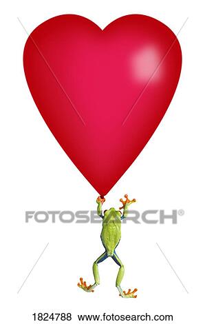 Stock Photo - Red-eyed Tree Frog (Agalychnis callidryas)holding a red heart. Fotosearch
