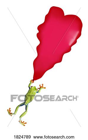 Stock Photo - Red-Eyed Tree Frog (Agalychnis Callidryas)holding on to a deflating balloon. Fotosearch
