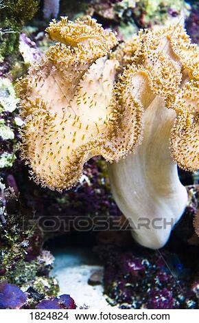 Sea anemone View Large Photo Image Picture - Sea anemone. Fotosearch
