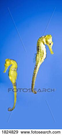 Stock Photo - Sea horses. Fotosearch