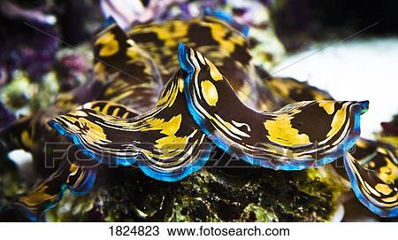 Stock Image - Sea life. Fotosearch