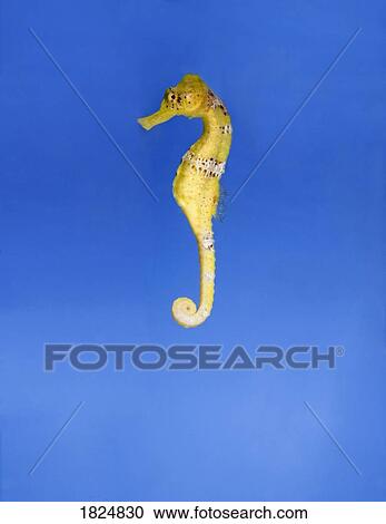 Stock Image - Seahorse. Fotosearch
