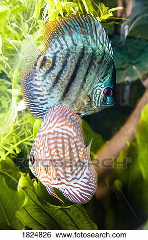Tropical fish View Large Photo Image Stock Photograph - Tropical fish. Fotosearch