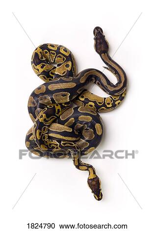 Stock Image - Two Ball Python snakes intertwined. Fotosearch