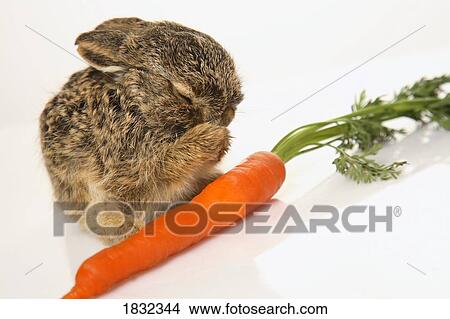 Picture - A baby rabbit with a carrot. Fotosearch